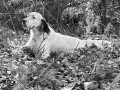 Setter Anglais ISTO DU SENTIER DES LUTINS Setter Anglais ISTO DU SENTIER DES LUTINS